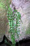 Image of Asplenium flabellifolium Cav.