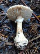 Image of Amanita effusa (Kalchbr.) D. A. Reid 1980