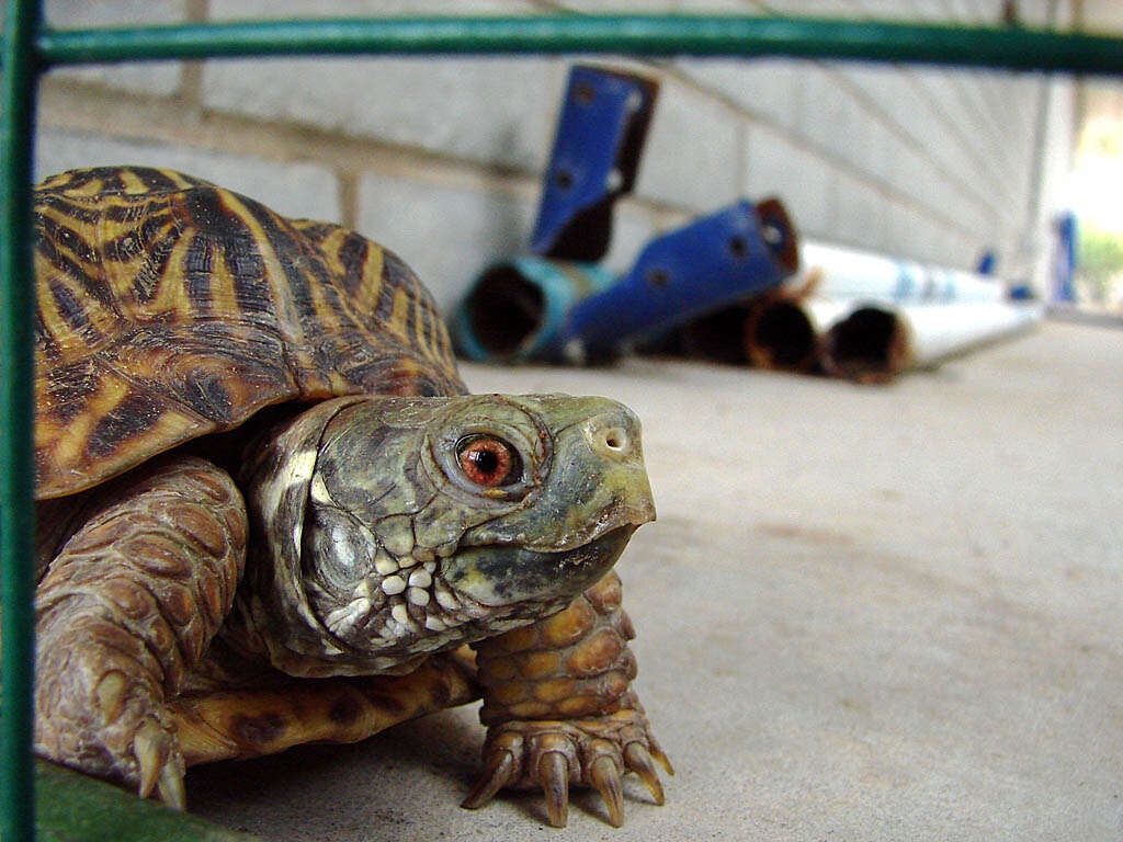 Image of Ornate Box Turtle