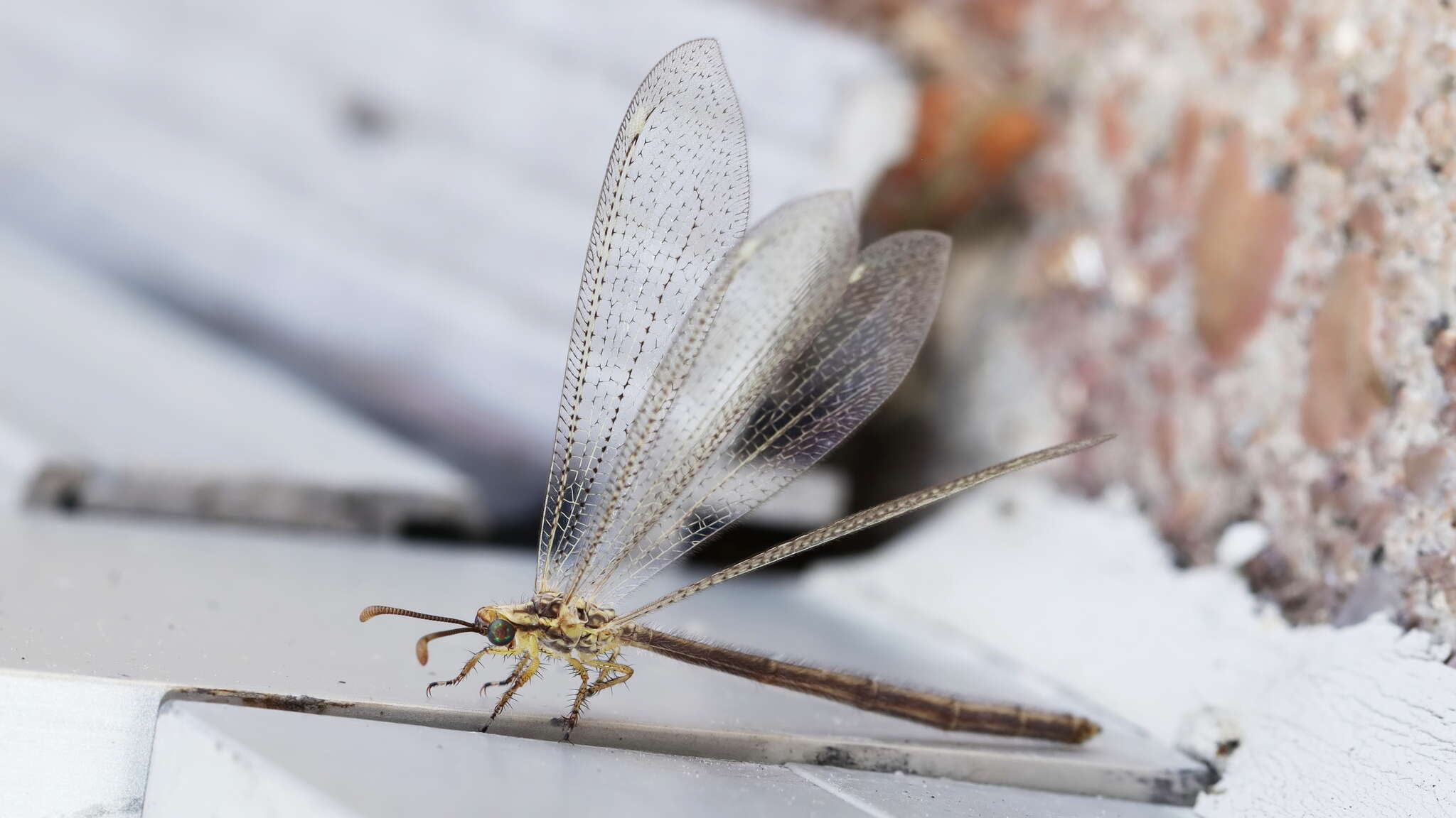 Слика од Brachynemurus abdominalis (Say 1823)