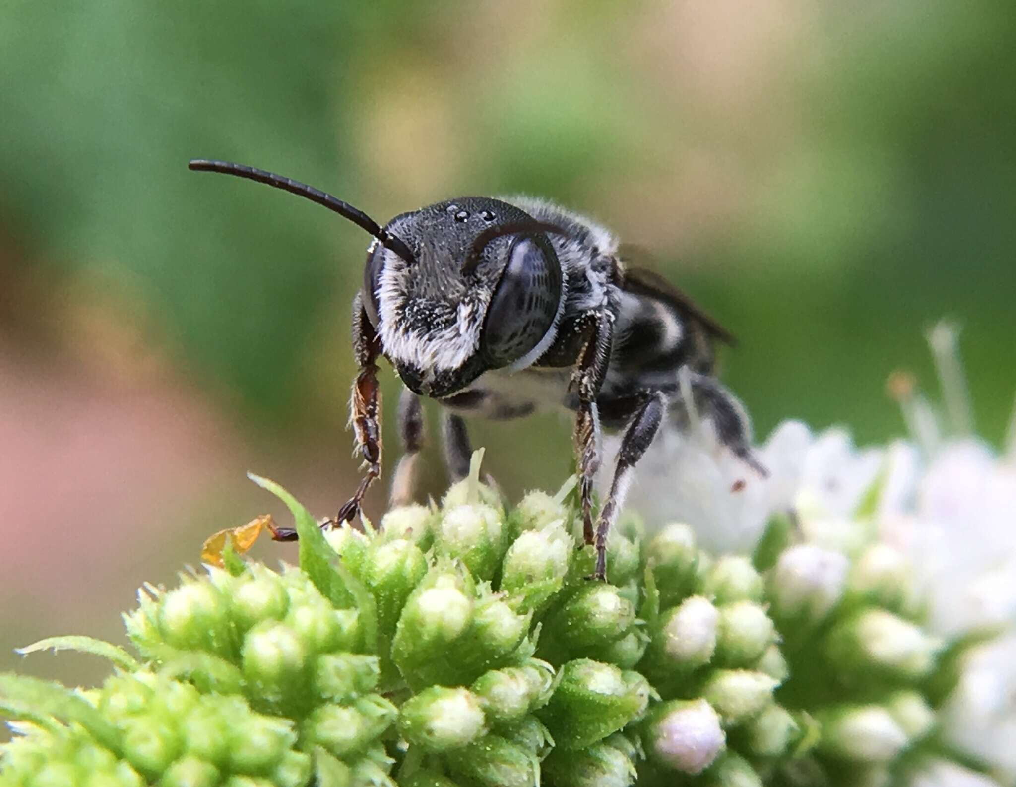 Imagem de Megachile exilis Cresson 1872