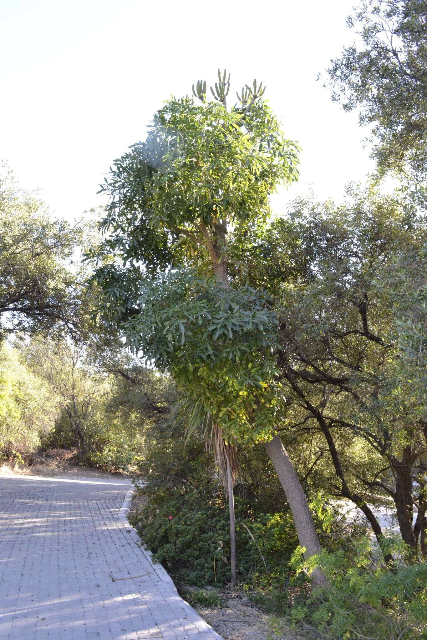 Image of Common Cabbage Tree