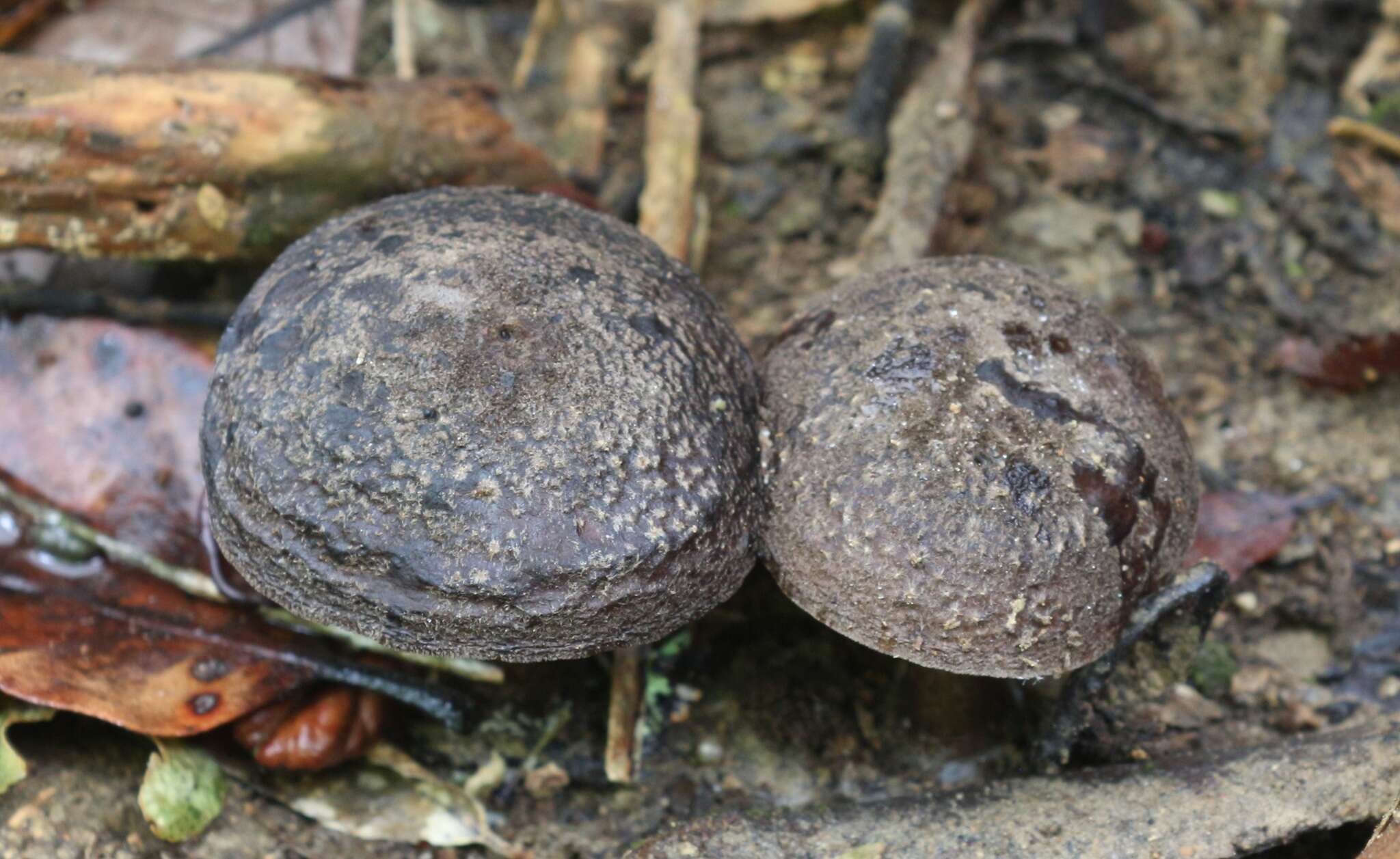 Image of Pluteus microspermus E. Horak 2008