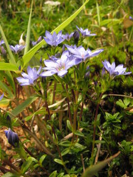 Image of gentian