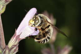 Imagem de Anthophora fulvitarsis Brullé 1832