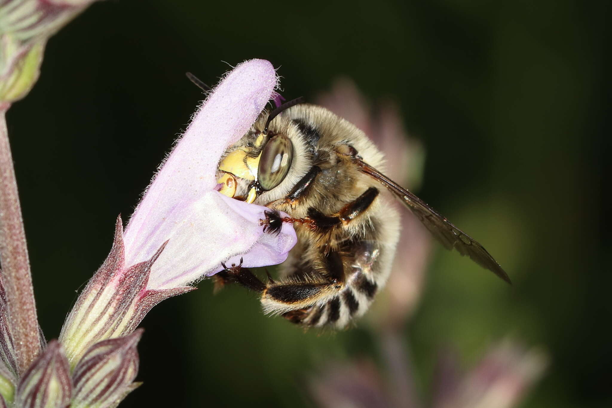 Image of Anthophora fulvitarsis Brullé 1832