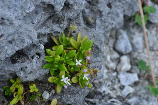 Image of Leptopetalum