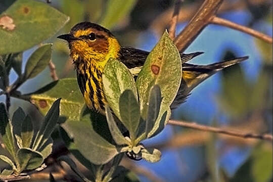 Image of Cape May Warbler