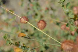 Слика од Glycyrrhiza triphylla Fisch. & C. A. Mey.