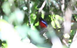 Image of Black-crowned Pitta