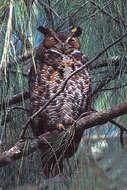 Image of Great Horned Owl