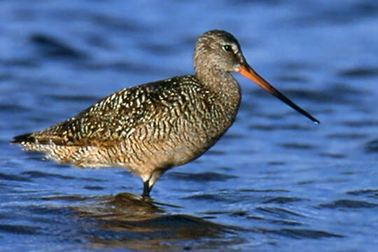 Image of Marbled Godwit