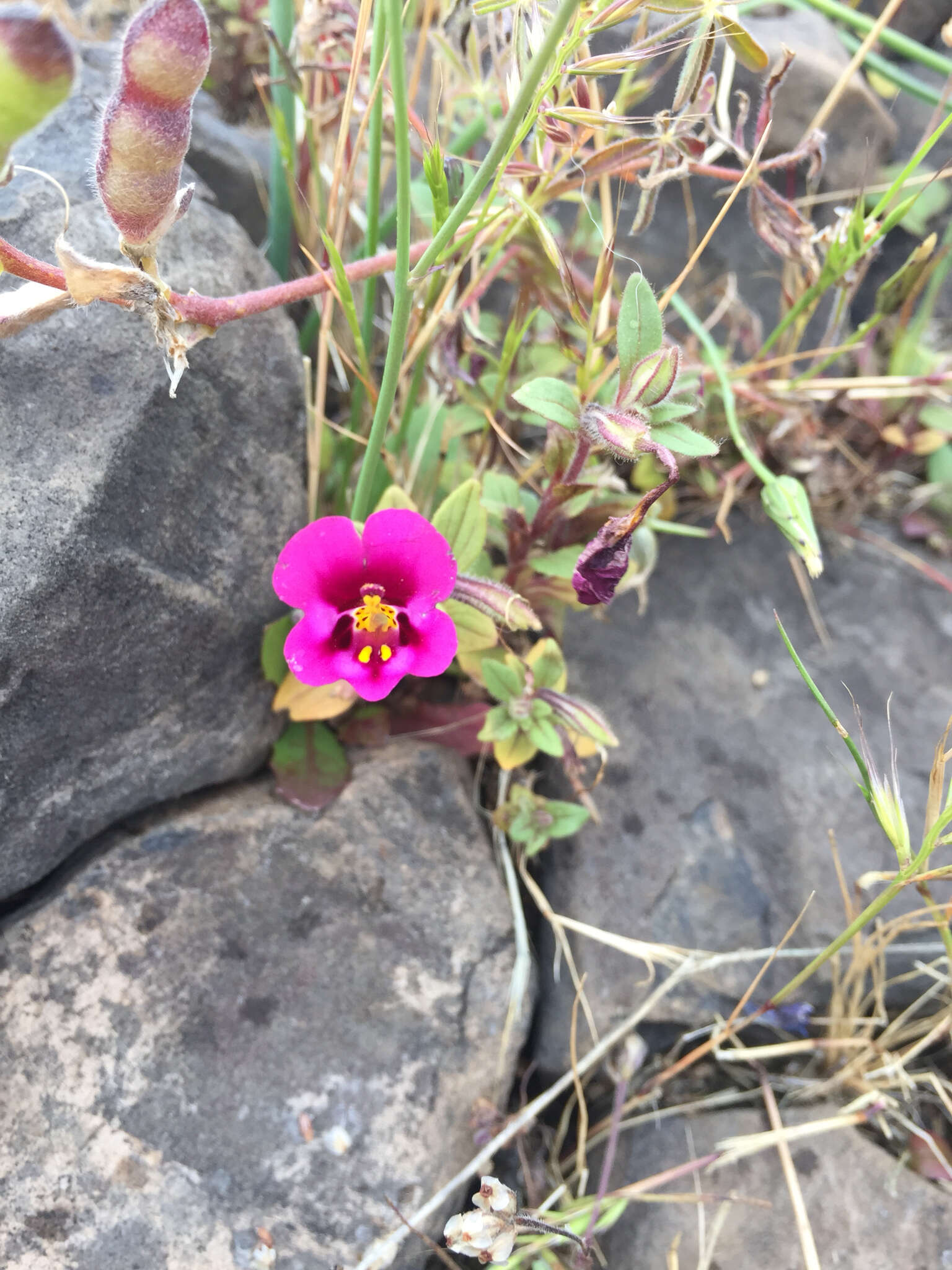 Image of Kellogg's monkeyflower