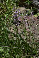 Image de Dactylorhiza iberica (M. Bieb. ex Willd.) Soó