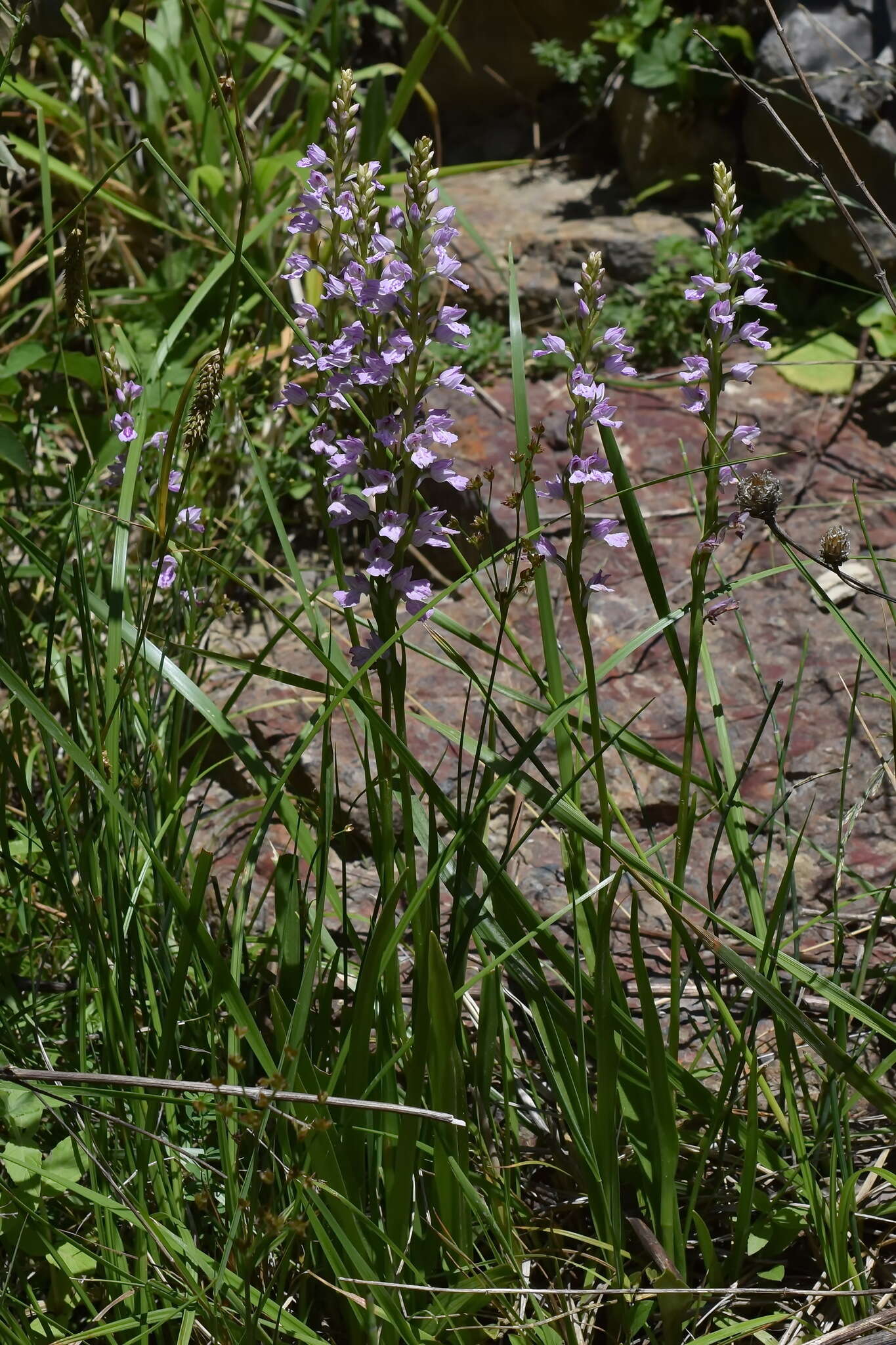 Image de Dactylorhiza iberica (M. Bieb. ex Willd.) Soó