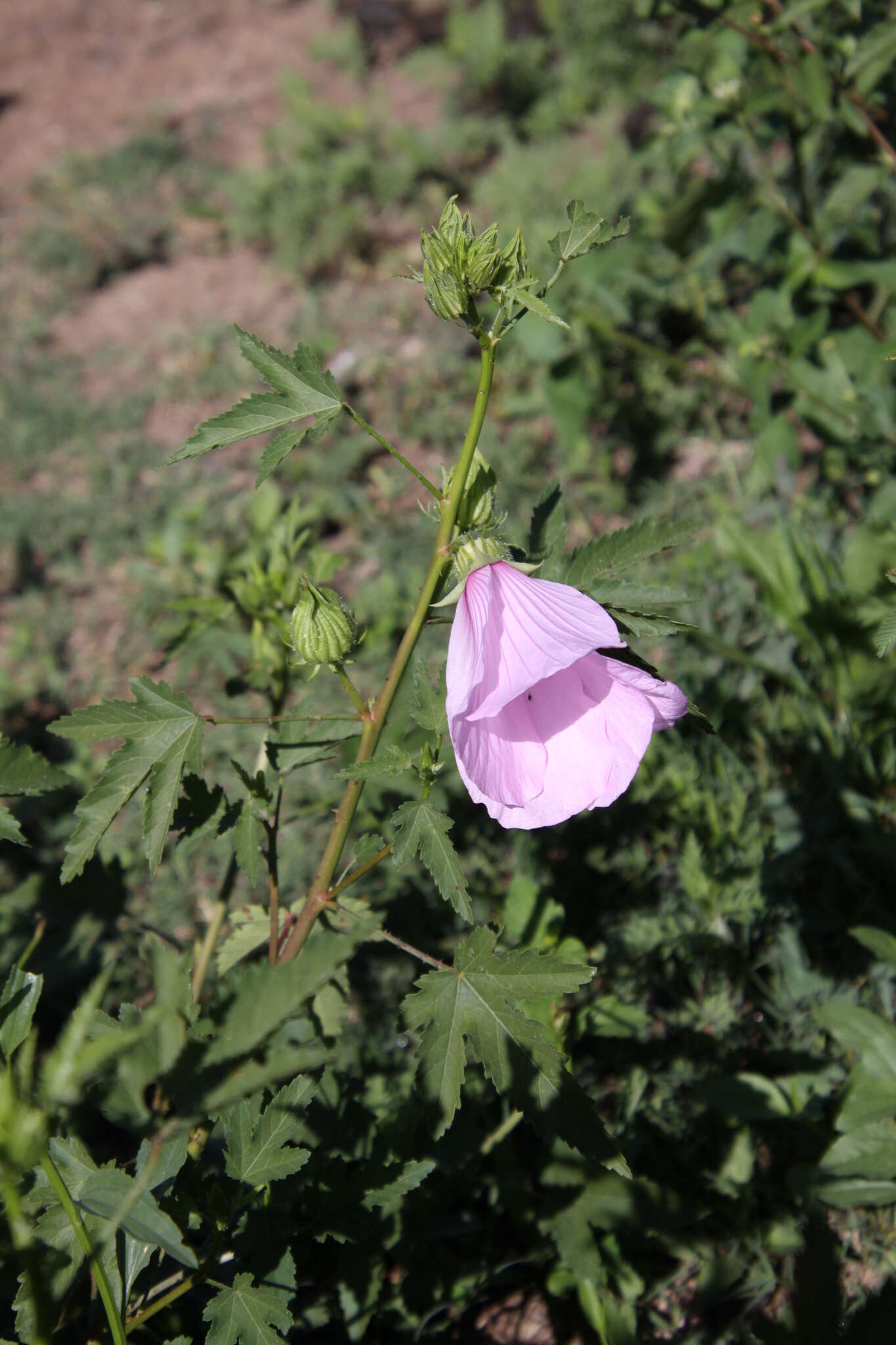 Image of striped rosemallow