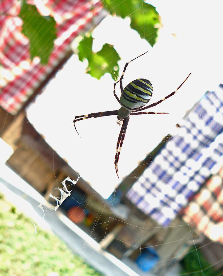 Image of Barbary Spider