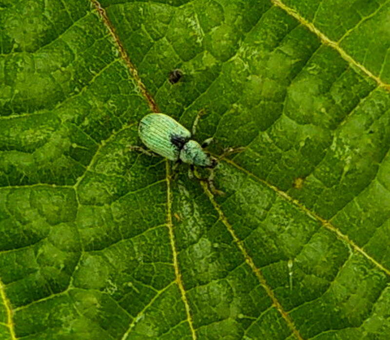 Imagem de Phyllobius (Parnemoicus) roboretanus Gredler 1882