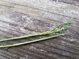 صورة Digitaria cognata (Schult.) Pilg.