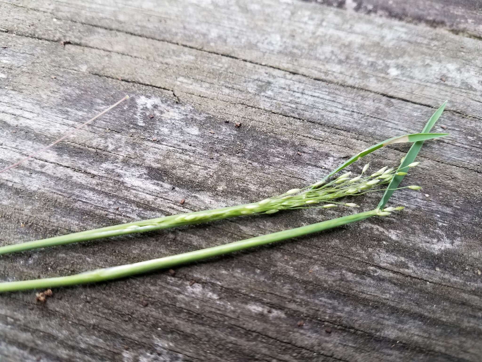 صورة Digitaria cognata (Schult.) Pilg.