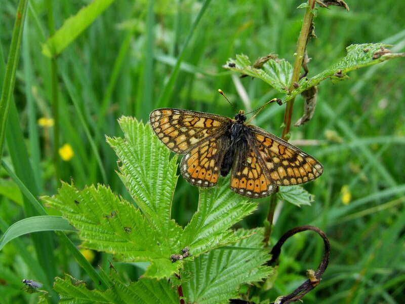 Image of Euphydryas aurinia