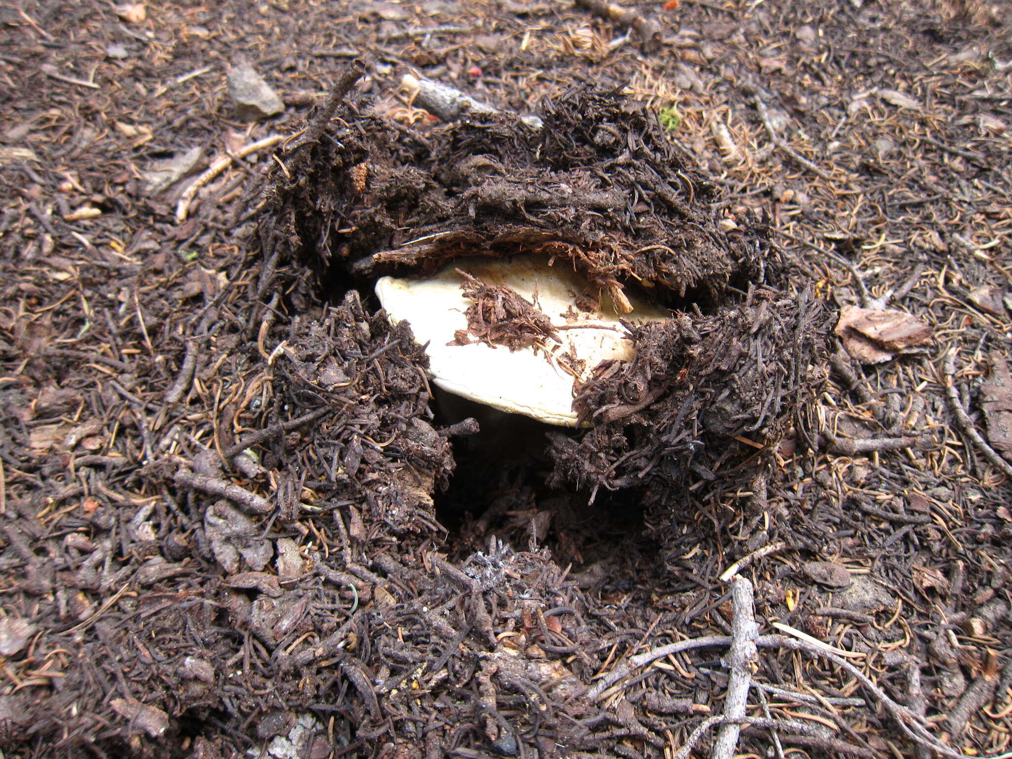 Image of Agaricus moronii Kerrigan 2016