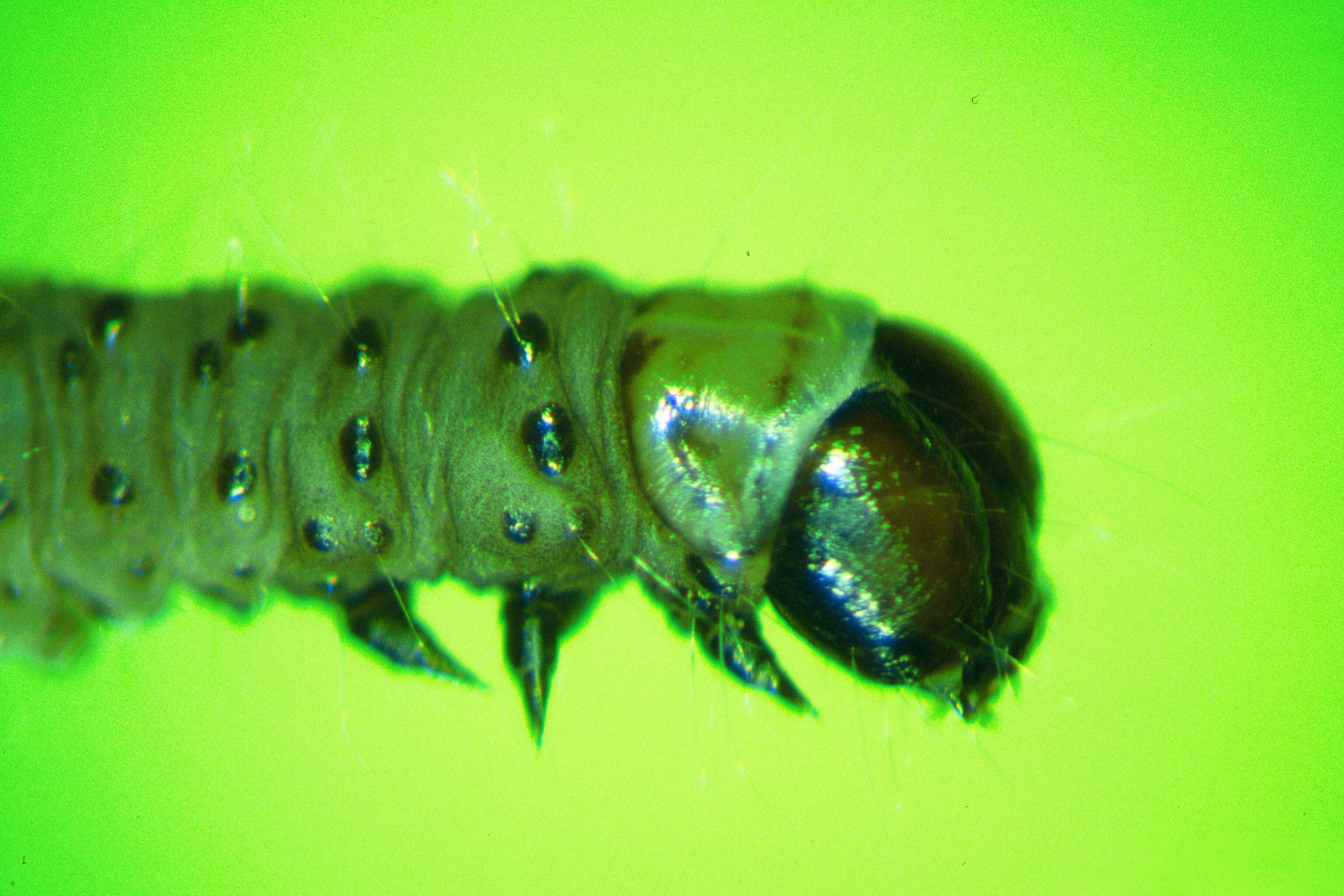 Image of green oak tortrix