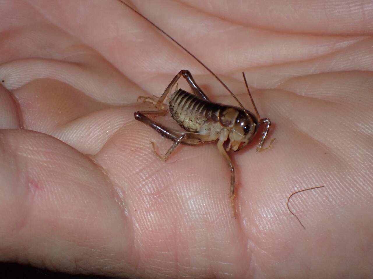 Image of Hemiandrus maia Taylor Smith, Morgan-Richards & Trewick 2013