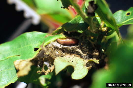 Image of green oak tortrix