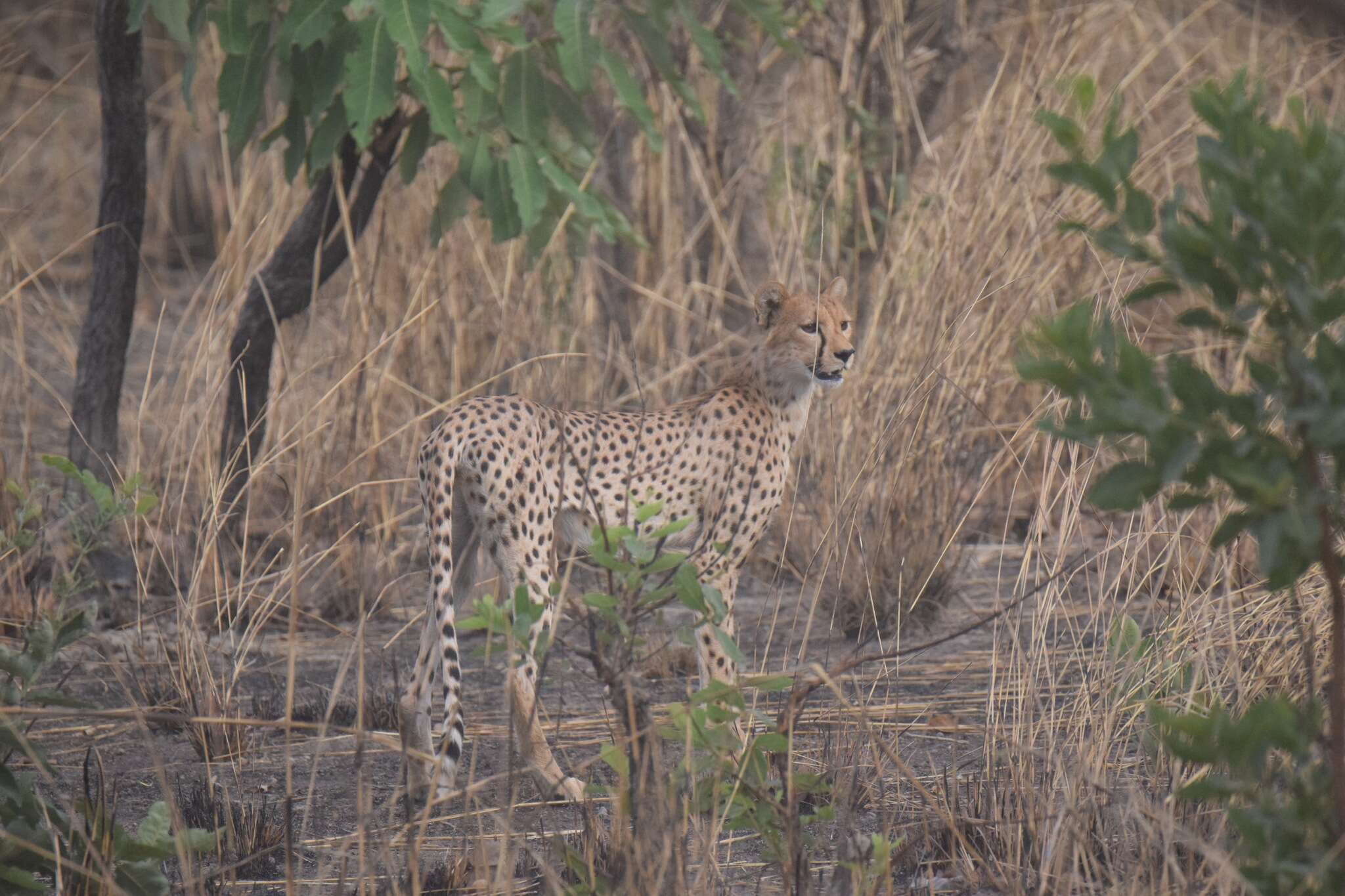 Image of Northwest African Cheetah