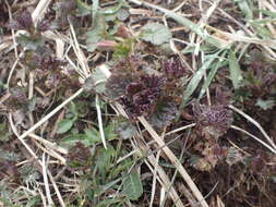 Image of Urtica platyphylla Wedd.
