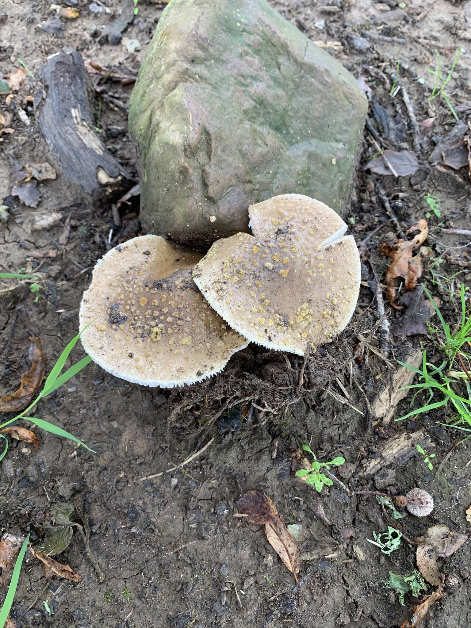 Image of Yellow spotted amanita