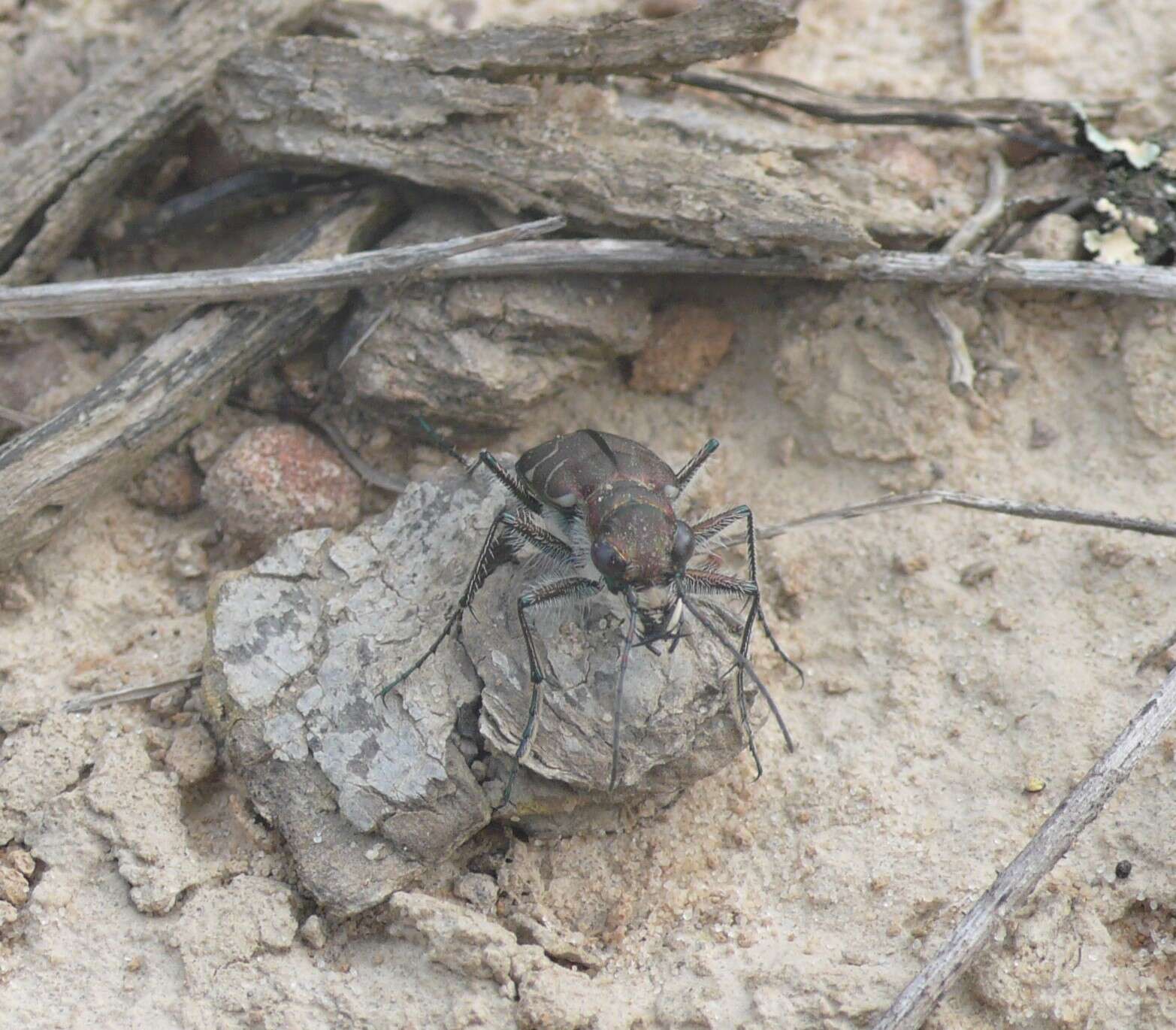 Image of Cicindela (Cicindela) tranquebarica tranquebarica Herbst 1806