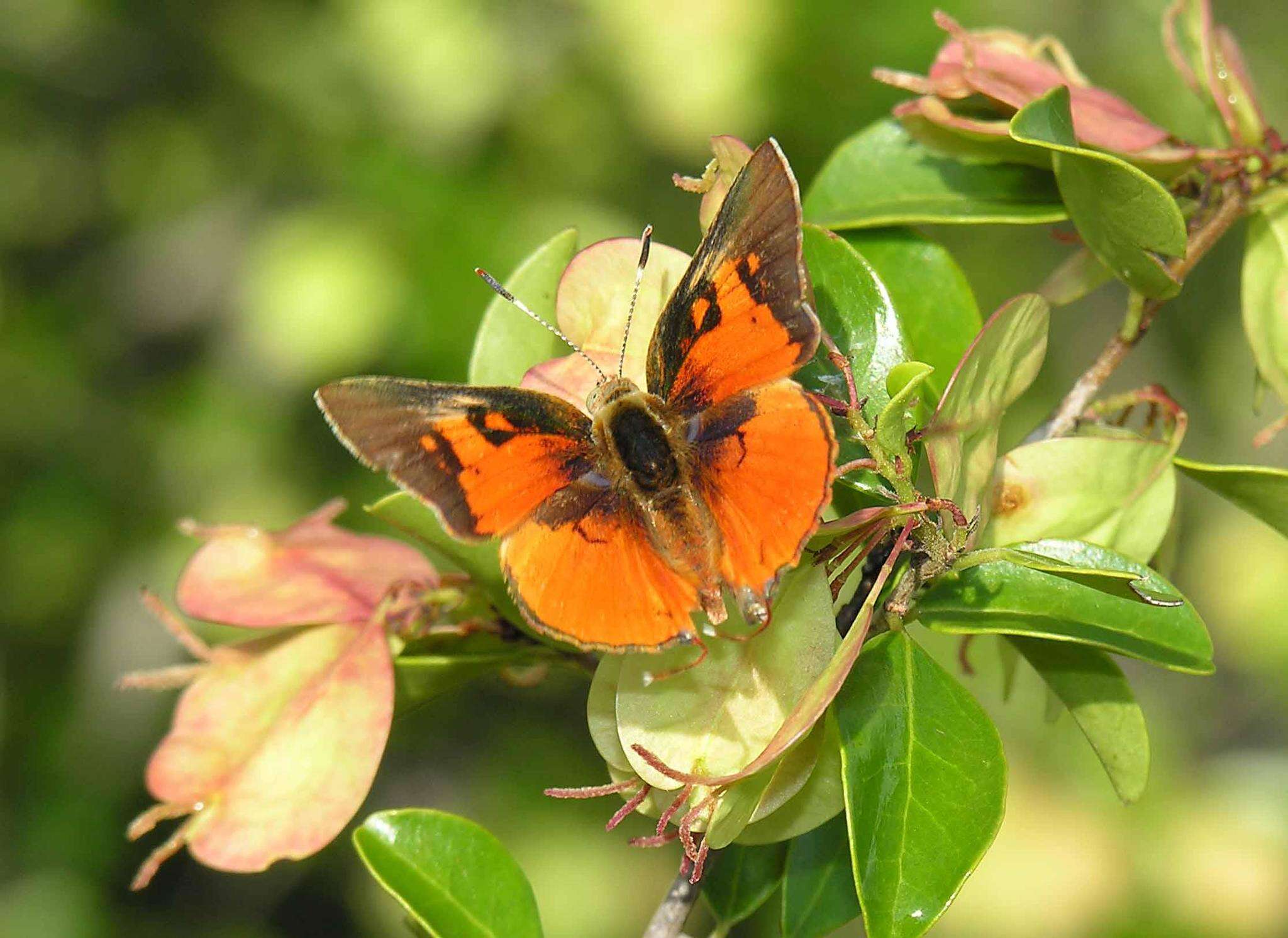 Image of Axiocerses tjoane tjoane