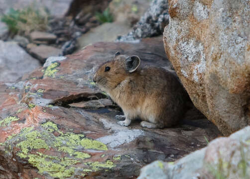 Image of Ochotona subgen. Pika Lacépède 1799