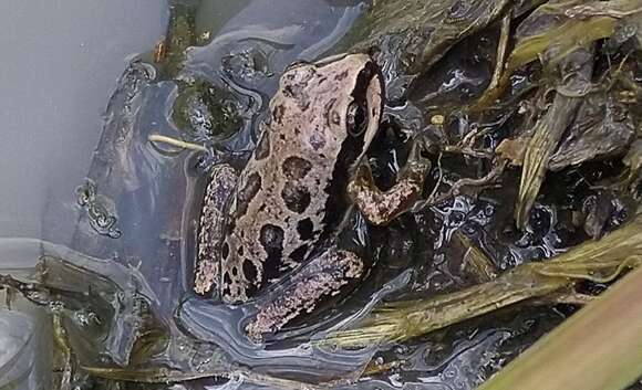 Image of Lowland Burrowing Treefrog