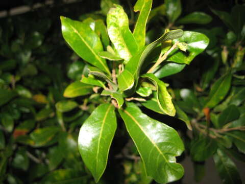 Image of Southern Live Oak