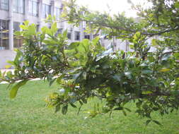 Image of Southern Live Oak