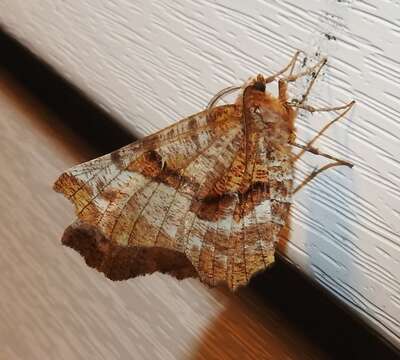 Image of Kent's Geometer