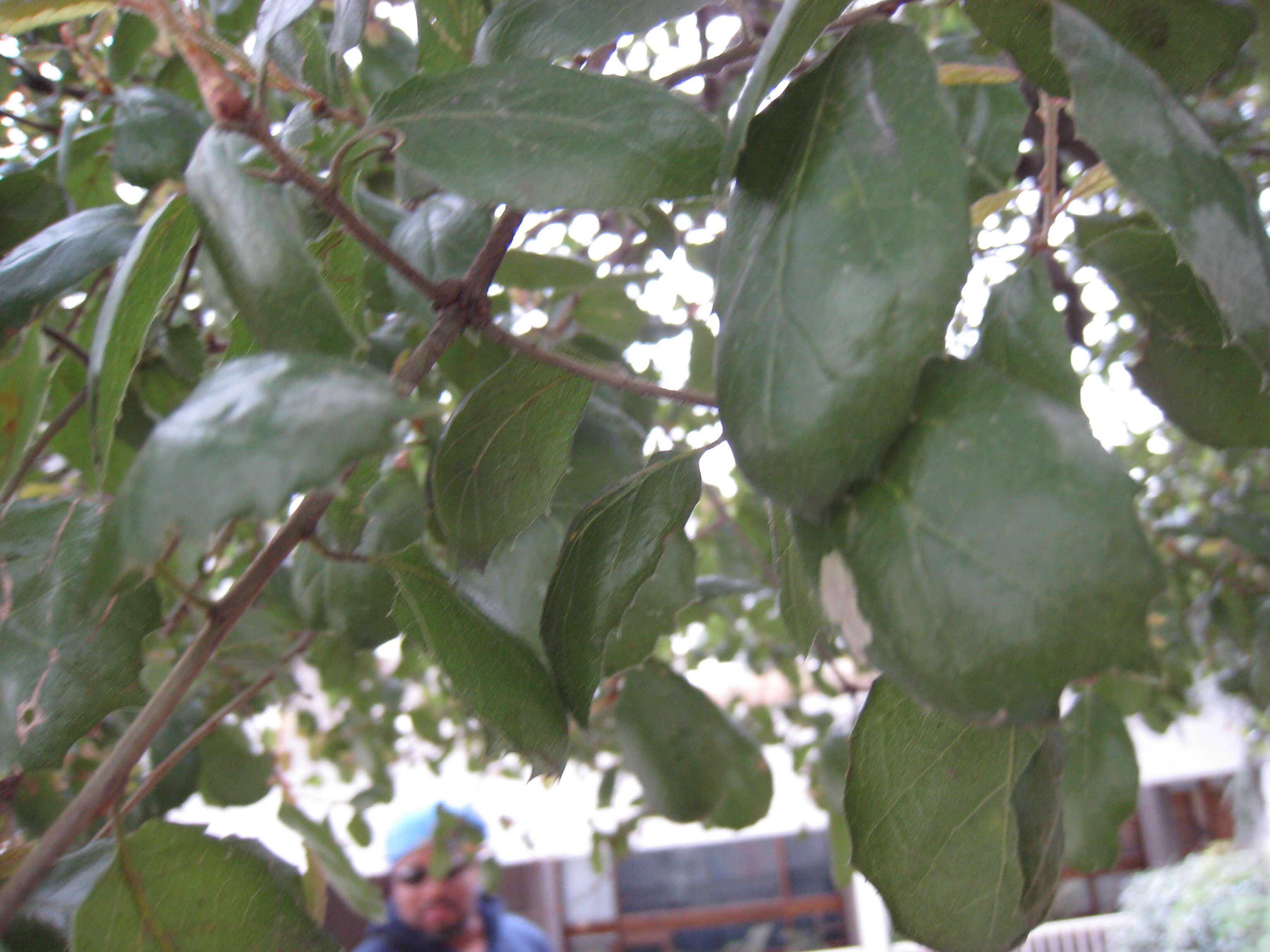 Image of California Live Oak