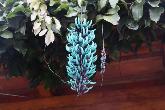 Image of Jade Vine