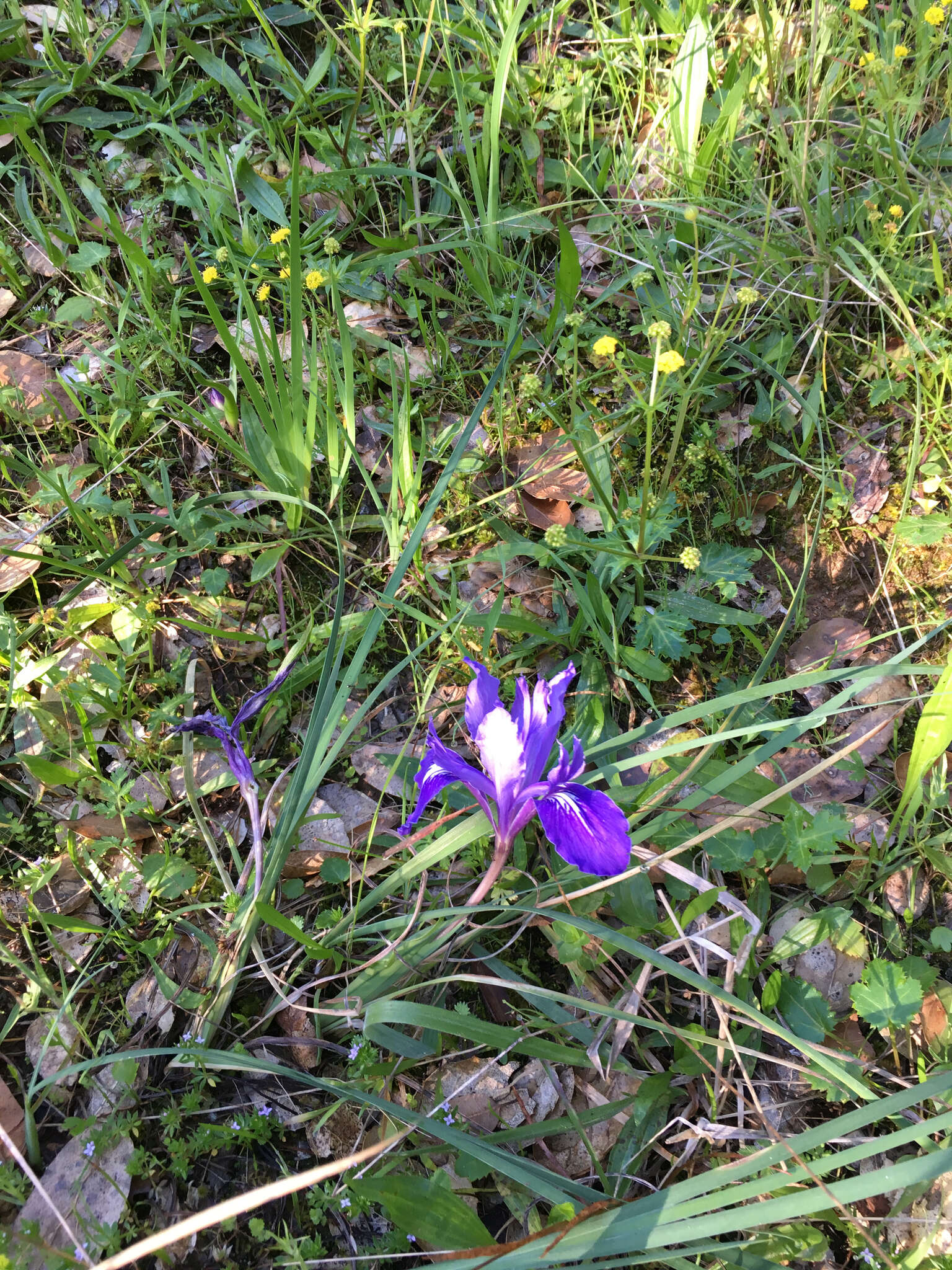 Image of bowltube iris