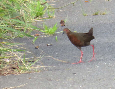 Image of Ruddy-breasted Crake