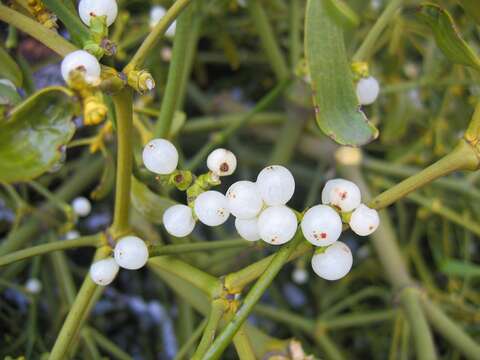 Image of European mistletoe