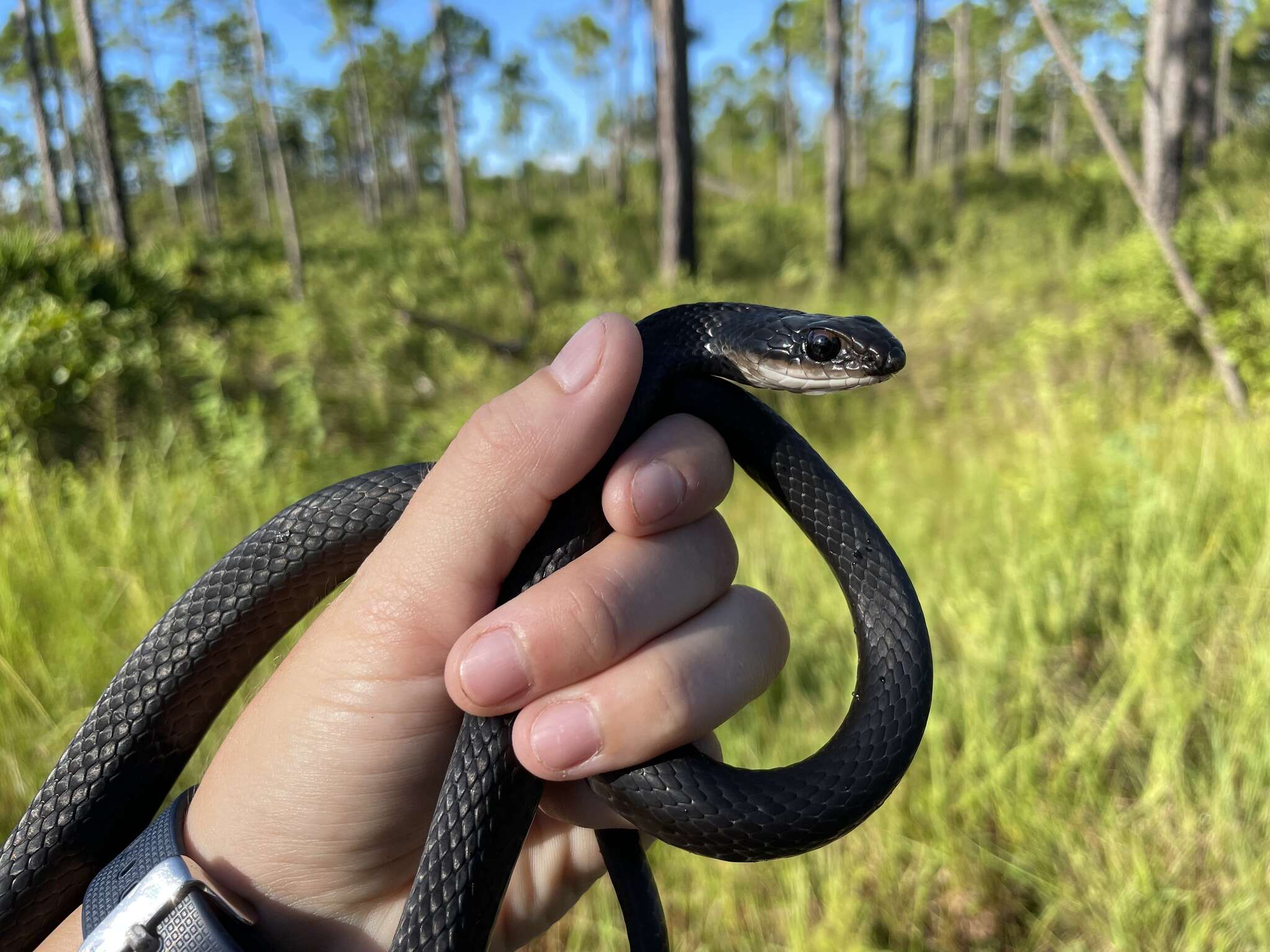 Image of Coluber constrictor helvigularis Auffenberg 1955