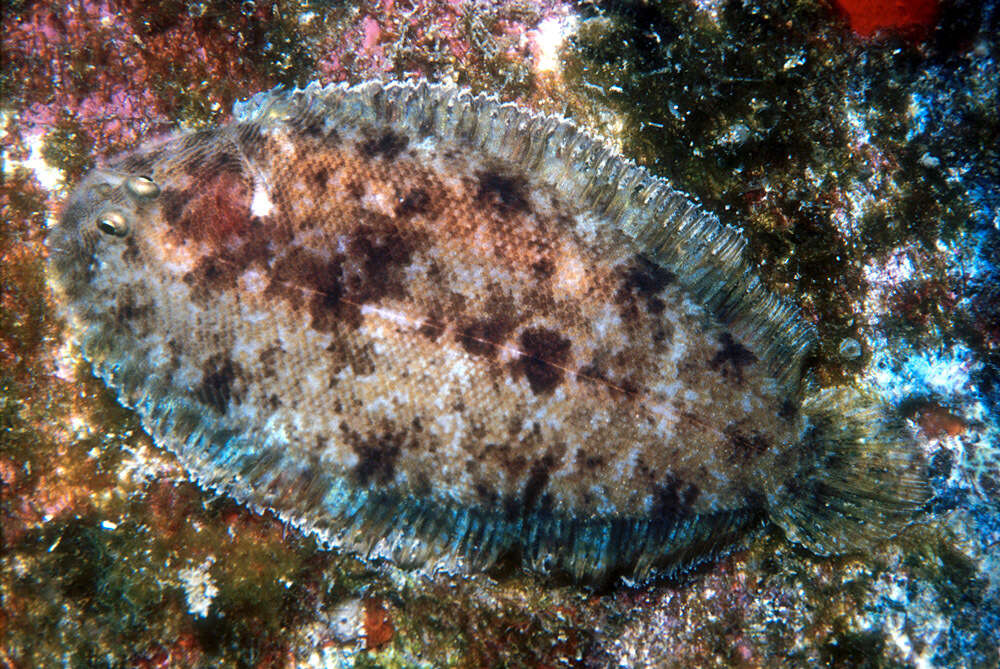 Image of Therese&#39;s sole