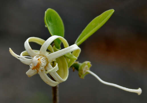 Image of Alangium salviifolium (L. fil.) Wangerin