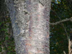 Image of paper birch