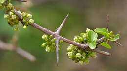 Image of Canthium coromandelicum (Burm. fil.) Alston