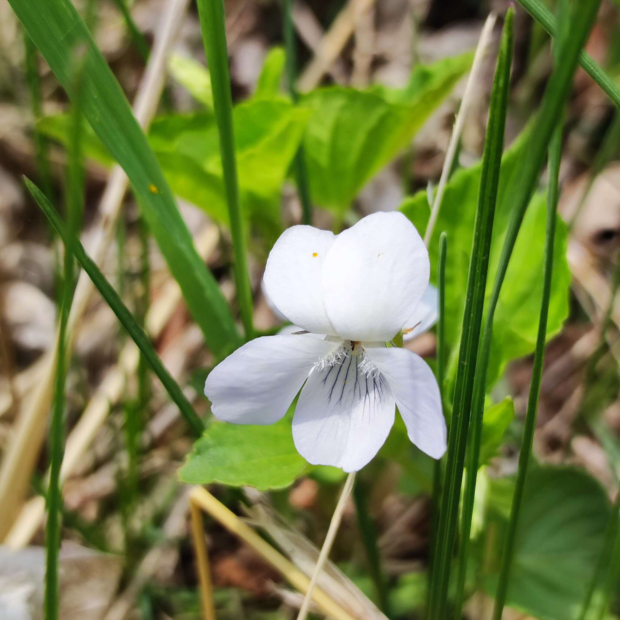 Imagem de Viola acuminata Ledebour